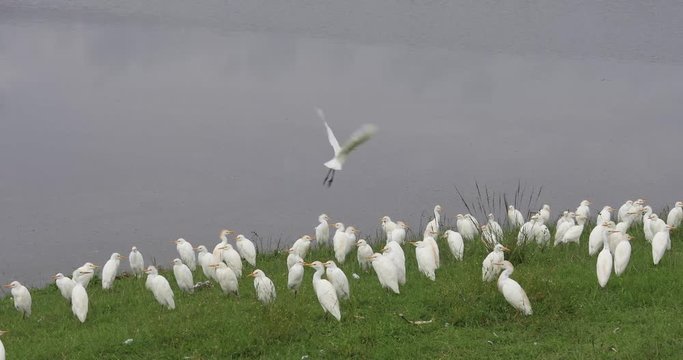 Cattle egrets, Ngorongoro Crater, 4K