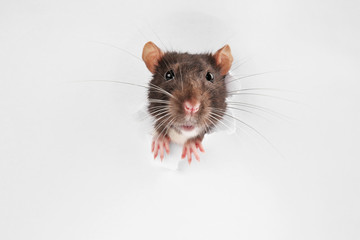 Cute funny rat looking out of hole in white paper