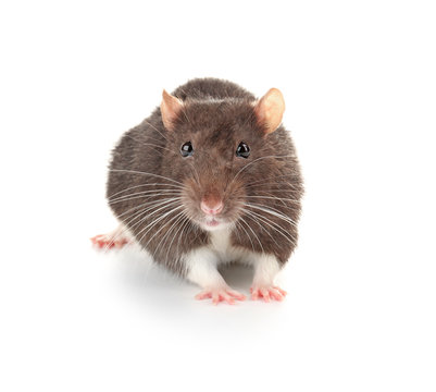 Cute funny rat on white background
