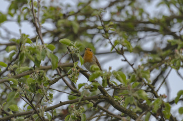Robin redbreast