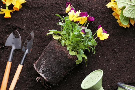 Beautiful pansies and gardening tools on soil background