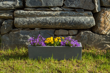 Rectangular pot of flowers on the grass with natural stones as background - violets and bellflowers