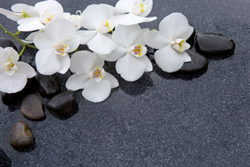 White orchid and black stones close up.