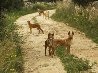 Four stray dogs form a barricade on a gravel road in Sicily, Italy