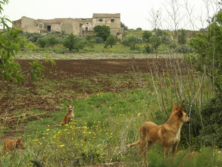 Stray dogs close to an isolated abandoned farm in Sicily, Italy