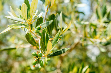 olive fruit on a tree