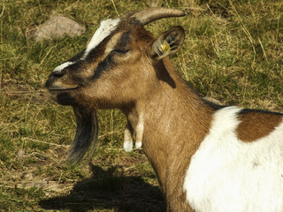 Brown and white spotted goat on an alp in south Tyrol with grin on it's face