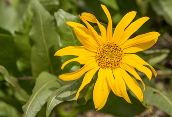 Wildflower Mule's Ears (Wyethia amplexicaulis) close up
