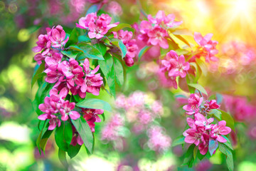 Spring first flowers. Blooming landscape, background in springtime or summertime.