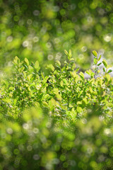First spring fresh leaves. Blooming landscape, background in springtime or summertime.
