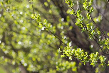 First spring fresh leaves. Blooming landscape, background in springtime or summertime.