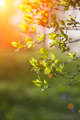 First spring fresh leaves. Blooming landscape, background in springtime or summertime.