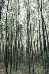 Fototapeta na wymiar Tall tree trunks in forest. Gelderland. The Netherlands.