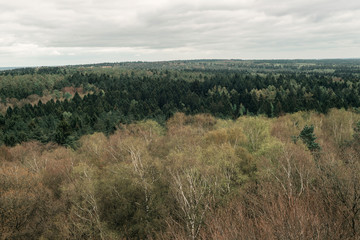 Deciduous and pine forest in spring with cloudy sky. High angle view.