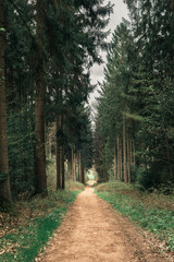 Footpath in spring forest with vanishing point perspective.
