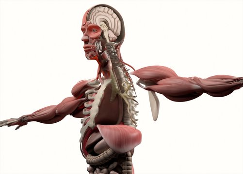 Anatomy head brain half, half head. 3D illustration.