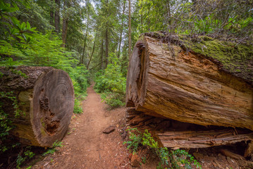 Fototapeta na wymiar Huge logs overgrown with green moss and fern lie in the forest. Amazing forest of sequoia. Redwood national and state parks. California, USA