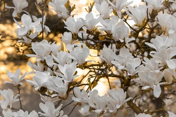 Foto auf Acrylglas Magnolie Magnolien (Magnolia)    