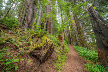 A path in the fairy green forest. Amazing forest of sequoia. Redwood national and state parks. California, USA