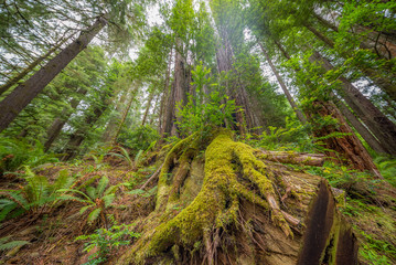 Obraz premium Amazing forest of sequoia. Redwood national and state parks. California, USA