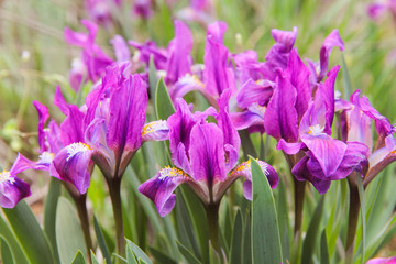 Group of beautiful violet irises in the garden