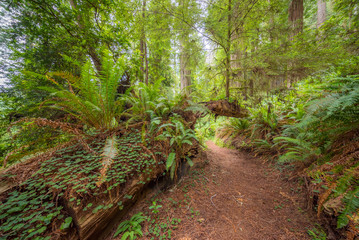 A path in the fairy green forest. Amazing forest of sequoia. Redwood national and state parks. California, USA
