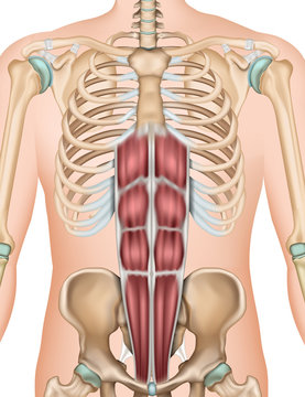 Musculus rectus abdominis 3d vector illustration
