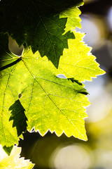 Grape leaves in vineyard