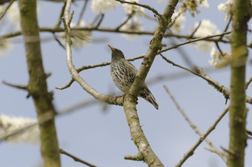 Thrush enjoys springtime