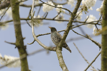 Thrush enjoys springtime
