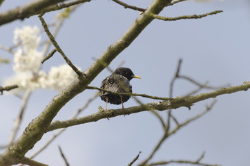 Thrush enjoys springtime