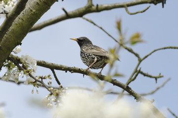 Thrush enjoys springtime