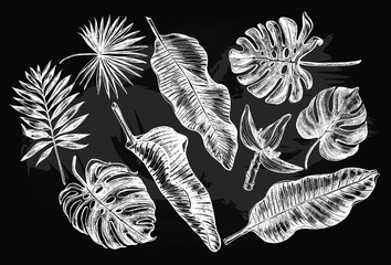Ink hand drawn set of tropical leaves and flowers - Banana leaves, monstera, palm leaves. Botanical elements collection for design, Vector illustration.