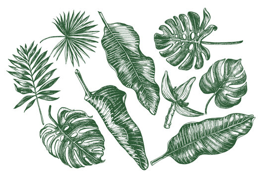 Ink hand drawn set of tropical leaves and flowers - Banana leaves, monstera, palm leaves. Botanical elements collection for design, Vector illustration.