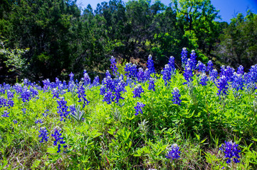 Blue Bonnets in Texas