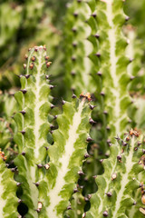 Green cactus growing in Africa
