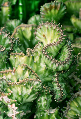 Green cactus growing in Africa