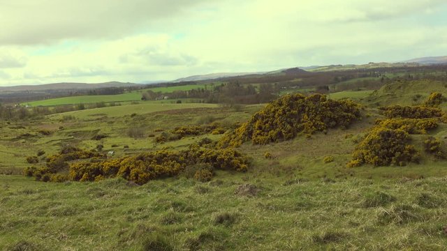 Rural scene of hillside with yellow gorse