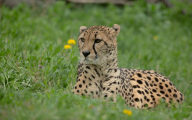 Gepard closeup © Agata Kadar