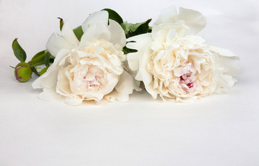Fototapeta premium Card for invitation, congratulation With white peonies flowers
