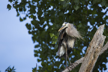 Grey great heron 