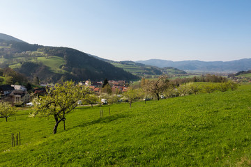Fototapeta na wymiar Aussicht auf Oberried und das Dreisamtal