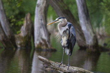 Grey great heron fishinng