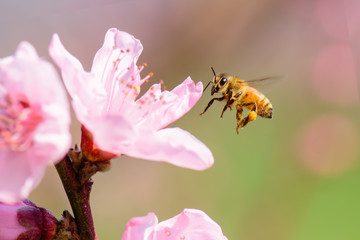 Honey bee