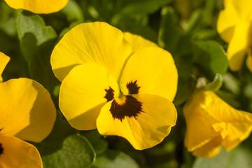 Horned Violet, Yellow Viola with green leaves planted in a garden - close