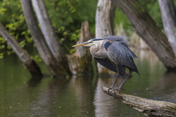 Grey great heron fishinng