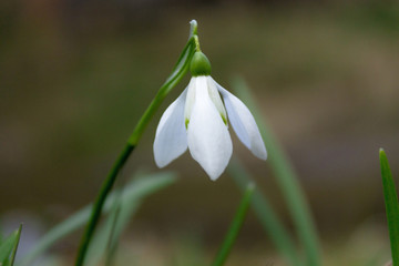 Obraz premium Close up of a snowdrop flower