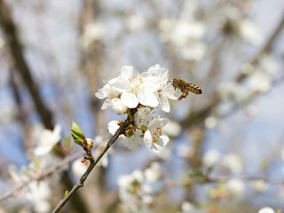 Spring white flowers trees and Bumblebee