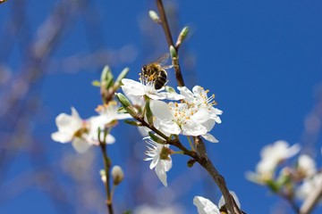 Spring white flowers trees and Bumblebee