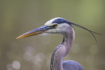 Grey great heron 